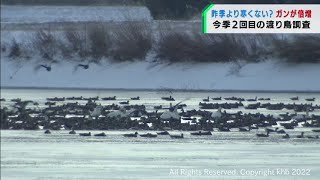 今シーズン2回目の渡り鳥調査　宮城県内ではガンの飛来が倍増（20220113OA)