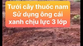 Hướng dẫn lắp đặt ống tưới phun mưa bằng ống cái mềm chịu lực .Tưới cây thuốc nam