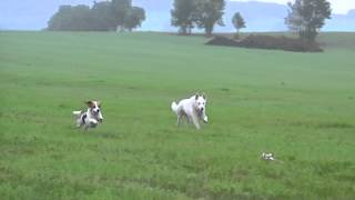 Coursing 21.9. a  5.10.2014 - Bart a Angeela