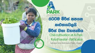 Chili cultivation at A-ParkKaluthavalai - රටටම  - මිරිස් සපයන කළුතාවෙලයි මිරිස් වගා ව්‍යාපෘතිය