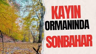 Istrancalar'ın kayın ormanlarında muhteşem sonbahar, doyumsuz renk şöleni