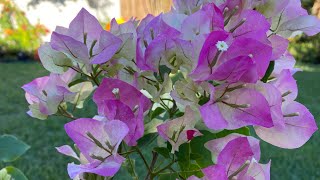 9/12/21 Imperial Thai Delight Bougainvillea