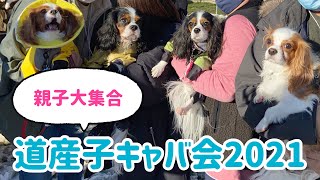 【第1回道産子キャバリア会】圧巻！40数匹のキャバリア天国(2歳)