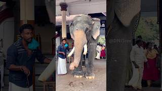 കൈ കെട്ടട. .കുറി തൊടട്ടെ ❤️❤️🐘പേരൂരാൻ |Peroor Sivan #shortsfeed #elephant #aanapremi