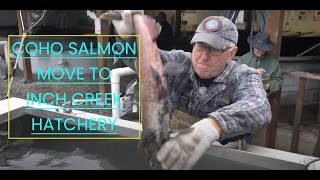 Nicomekl Salmon Hatchery, Langley BC. Coho Salmon transfer to Inch Creek Hatchery.