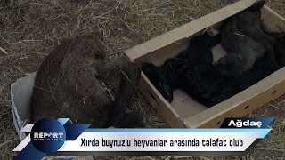 Xırda buynuzlu heyvanlar arasında tələfat olub