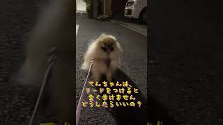 リードをつけると歩けないポメラニアン　てんちゃん