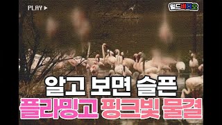 [#월드비디오] 알고 보면 슬픈 플라밍고의 '핑크색 물결'