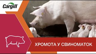 Хромота у свиноматок