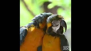 طوطی مکاو آبی،طلایی Blue and Gold Macaw Parrot