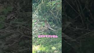 ネコと子ネコとおじさんのネコ無し動画　山でヤマドリさん　頂き物の動画　#shorts #ヤマドリ　#八甲田 #八甲田山 #青森 #十和田