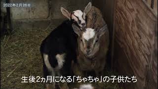 生後二カ月になる子ヤギの「かい」と「すず」2022年2月26日 Goat Farm 吉がけヤギ牧場