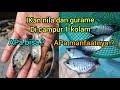 Ikan nila dan gurame di campur dalam satu kolam!! Apa bisa? Dan apa manfaat nya?