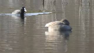 Gadwall, Canapiglia (Anas strepera)