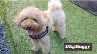 トイプードルのイチちゃん【DogHuggy お預かり動画‎´•ﻌ•`🐾】