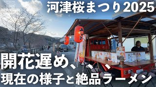 【静岡・伊豆】3/9まで延長！一足先に咲いた桜と絶品ラーメンを紹介！