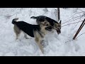 УРА ПЕРВЫЙ СНЕГ . Наши овчарки ВЕО обожают зиму . dog овчарка зима