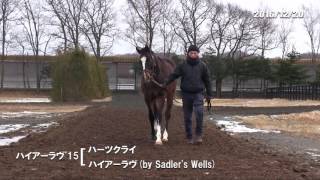 12/20　ハイアーラヴ'15（父ハーツクライ　母父Sadler's Wells）歩き