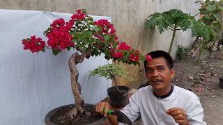 ADA 6 LANGKAH !!! cara membuat bonsai bougenvile