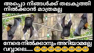 അപ്പൊ നിങ്ങൾക്ക് തലകുത്തി നിൽക്കാൻ മാത്രമല്ല നേരെ നിൽക്കാനും അറിയാമല്ലേ വവ്വാലെ