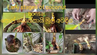 coconut  bonsai පොල්  බොන්සායි