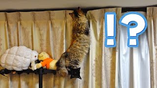 新しいキャットタワーを見つけてしまった猫の行動がコチラ・・・【サイベリアン】