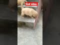 first jamp for my puppy viral video short goldenretriever