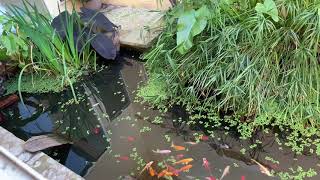 Don’t allow your pond water to be stagnant!