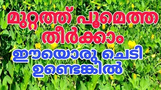 എവിടെ കണ്ടാലും അടിച്ചുമാറ്റിക്കോ Peanut Grass Plant Tips