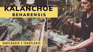 Kalanchoe beharensis o Calanchoe de Behara - Bricomanía - Jardinatis