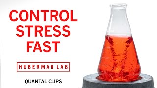 How to Control Stress in Real-Time | Huberman Lab Quantal Clip