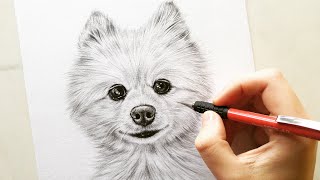Drawing Pomeranian dog Cotton - pet portrait | Leontine van vliet