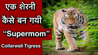 एक शेरनी जो बन गयी “Supermom” | कॉलर वाली शेरनी | Tigress T15 #Collarwali Sherni #Tigress #Pench