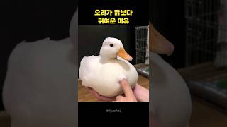 오리가 닭보다 귀여운 이유ㅋㅋ