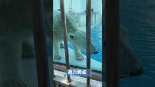 動物園って迫力満点な動物がたくさんいるよね！#しろくま🐻‍❄️#動物園