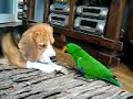 who eats a paper eclectus charlie and beagle wilson.