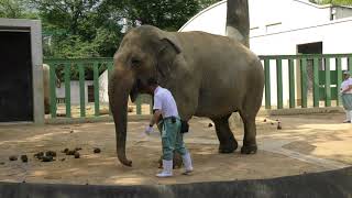 2018年6月12日 王子動物園のズゼのトレーニング 完全版