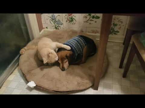 Cat Comforts Blind Sick Dog 1011784 Youtube