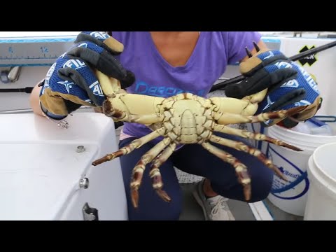 STONE CRAB Claws! CATCHING, CLEANING, COOKING! STONE CRAB Claws! CATCHING, CLEANING, COOKING!