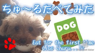 どんぐり(ﾄｲﾌﾟｰﾄﾞﾙ)が初めていなばチュールを食べてみた！/Eat Ciao Churu for the first time!! (toypoodle)