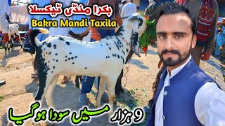 Friday Bakra Mandi Taxila Latest Update 14 October 2022