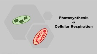 Photosynthesis \u0026 Cellular Respiration