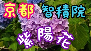 京都智積院の紫陽花