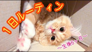 生後6ヶ月子猫の1日ルーティン【サイベリアン 】