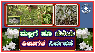 ಮಲ್ಲಿಗೆ ಕೀಟಗಳ ನಿರ್ವಹಣೆ ಹೇಗೆ? | Jasmine pest management @krishikatte