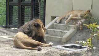 茶臼山動物園の仲良しライオン夫婦・臼三とつむぎ 2023年5月13日  Vol.1