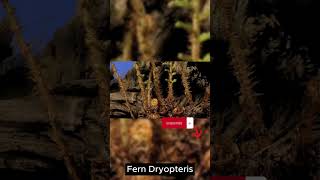 Dryopteris Fern Growth Time Lapse The Lush Green Transformation #viral #shortfeed  #timelapse