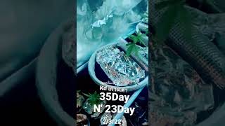 Day35 Cannabis TH KDKT ปลูกเพื่อศึกษา อยากนำมารักษาโรคปวดหลัง