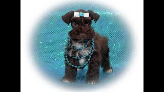 RoyalSchnauzers Toy AKC Miniature Schnauzer Puppies READY! #dog #puppyvideos #puppy #cute #smalldog