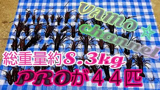 伊勢海老穴釣り【６０匹以上の釣果】